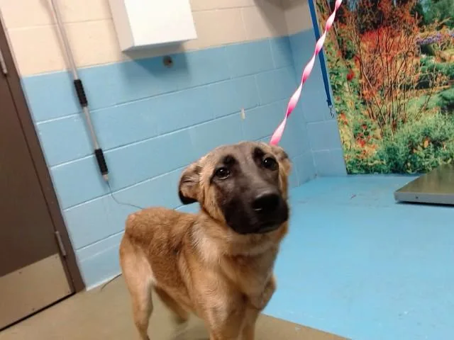 A young medium-sized female Belgian Shepherd / Malinois dog named Carley for adoption in Moreno Valley, CA