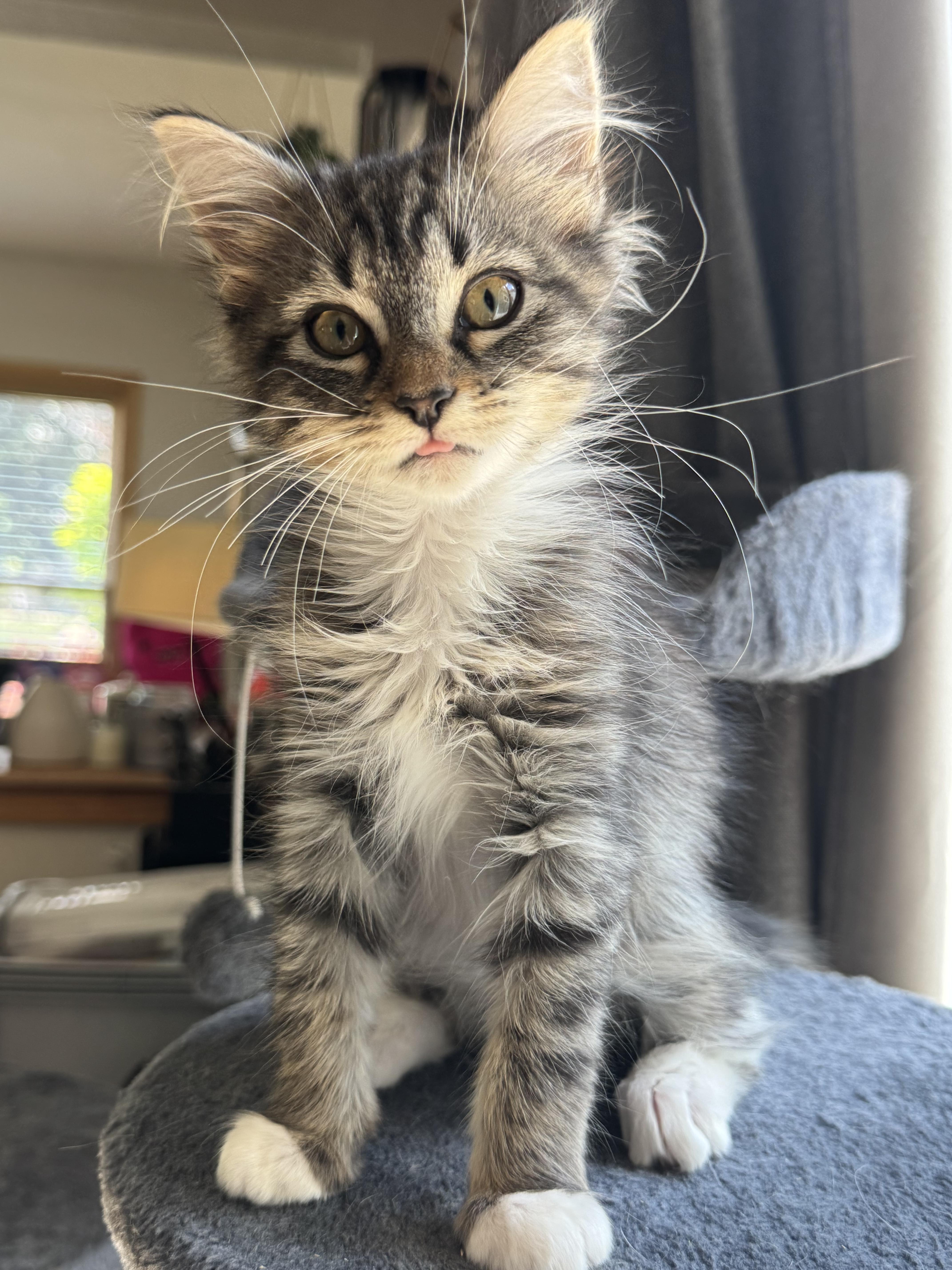A baby medium-sized female Domestic Long Hair cat named Cayenne for adoption in Blaine, MN