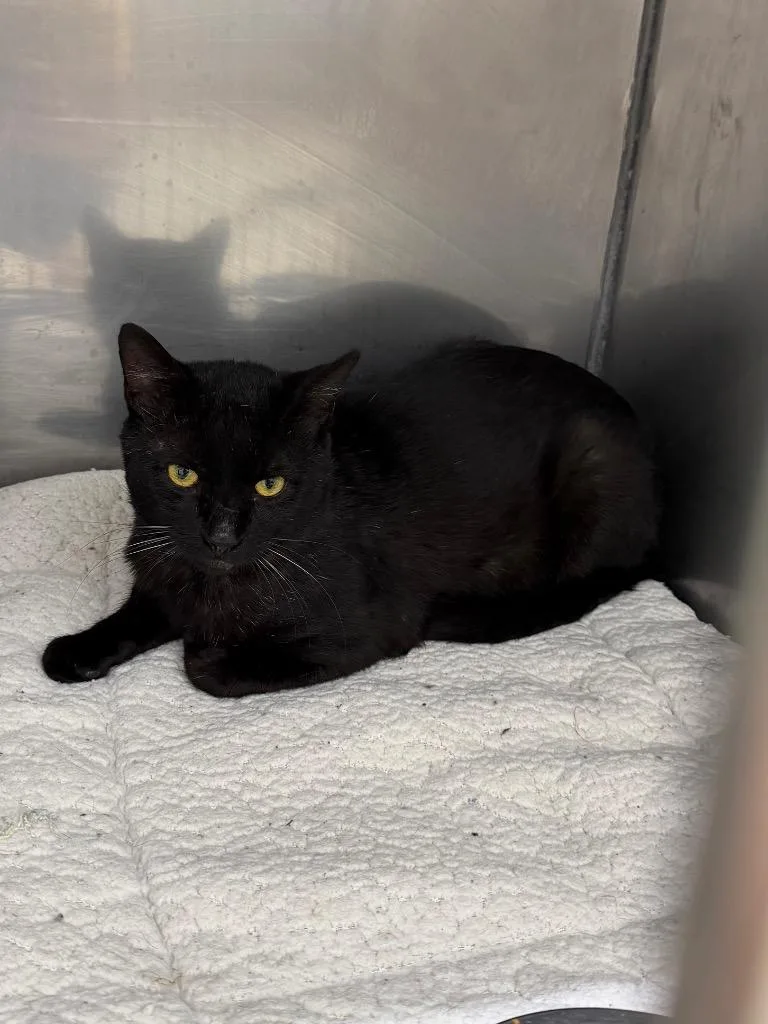 A young medium-sized male Domestic Short Hair cat named Partner for adoption in Glenfield, NY