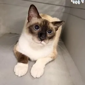 An adult medium-sized female Seal Point Domestic Short Hair cat named Meezer for adoption in Converse, TX