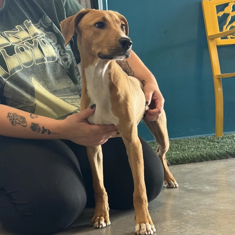A baby small-sized female Yellow / Tan / Blond / Fawn Yellow Labrador Retriever dog named Bailey for adoption in Brookfield, MO