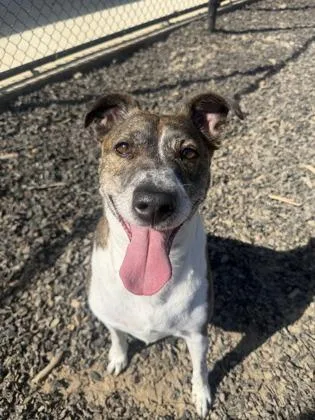 An adult medium-sized male Mixed Breed dog named Summer Squash for adoption in Atlanta, GA