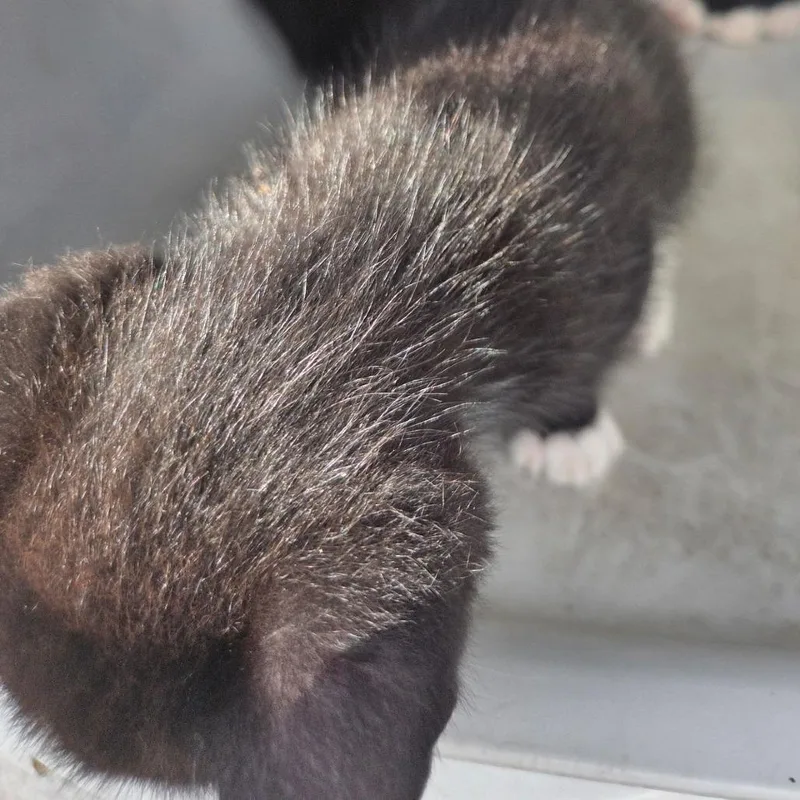 A baby small-sized male Black Domestic Short Hair cat named Pistachio for adoption in West Palm Beach, FL