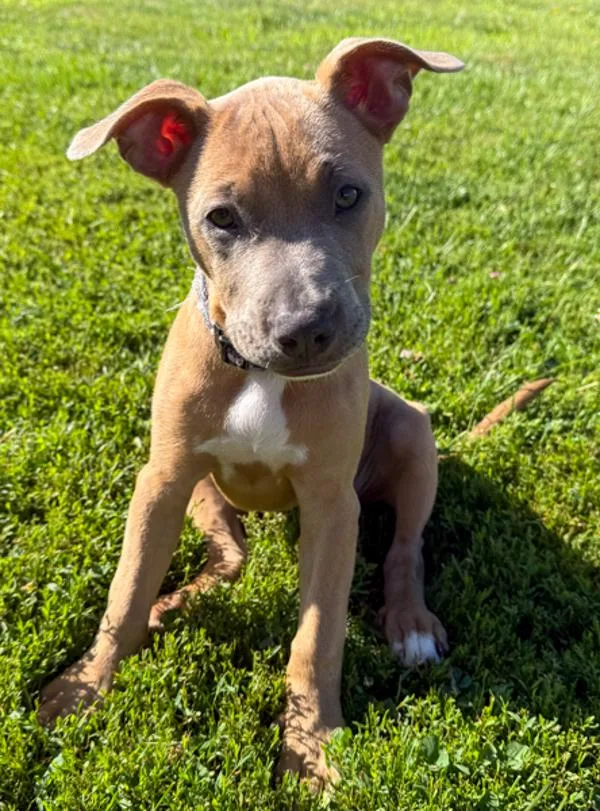 A baby small-sized female Terrier dog named Josie for adoption in Des Moines, IA