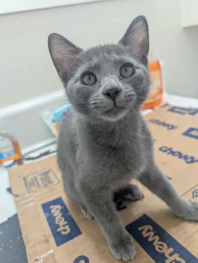 A baby medium-sized male Gray / Blue / Silver Domestic Short Hair cat named Blueberry Muffin for adoption in Chandler, AZ
