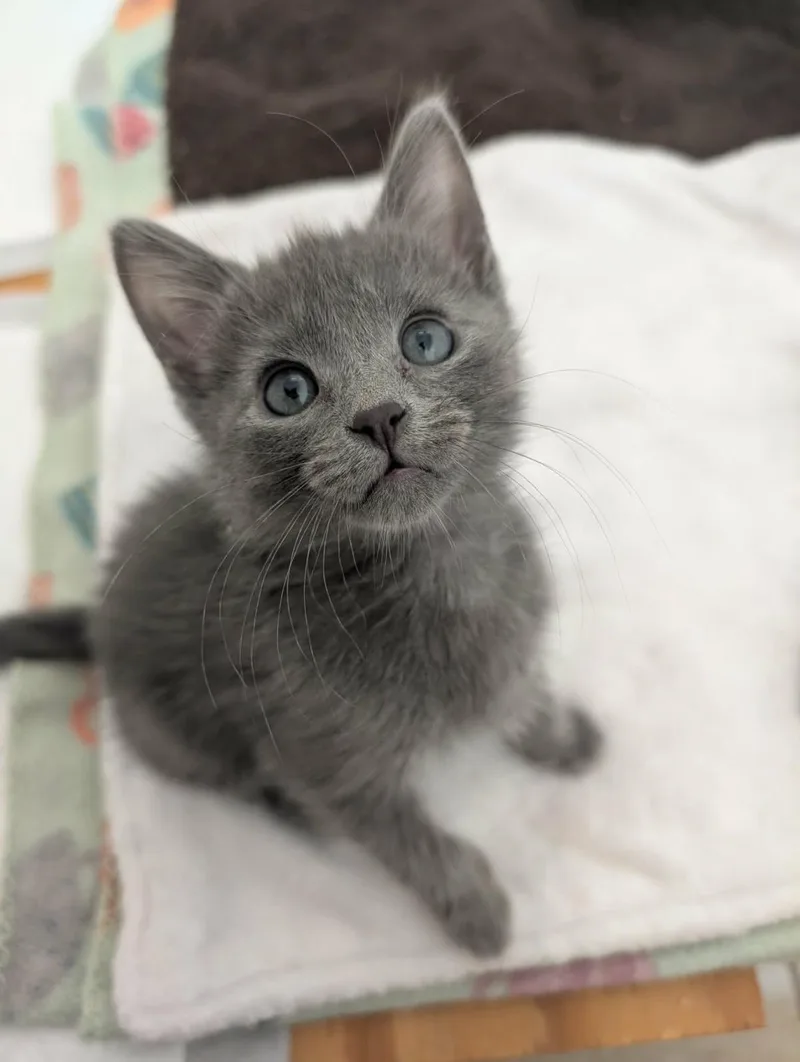 Blueberry Muffin thumbnail 3