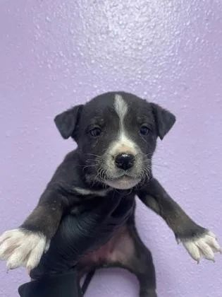 A baby small-sized female Black Mixed Breed dog named Aurora for adoption in El Paso, TX