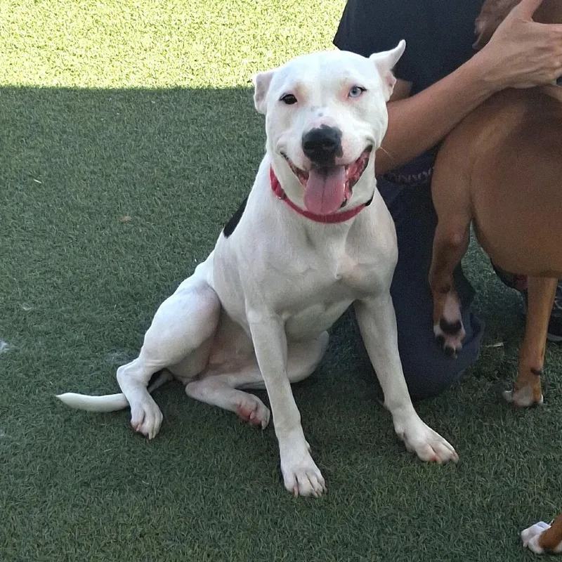 A young medium-sized female Pit Bull Terrier dog named Tinkerbell for adoption in Galveston, TX