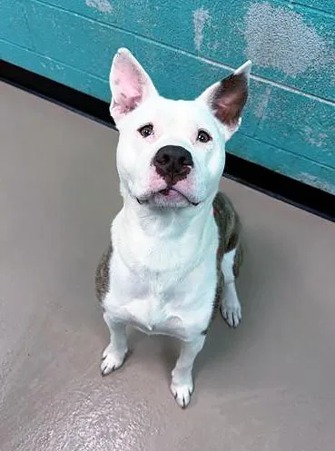 A young medium-sized female Brindle Mixed Breed dog named Orchid for adoption in Nashville, TN