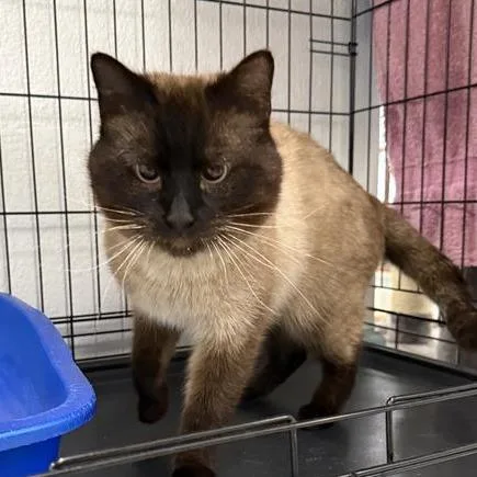 An adult large-sized male Brown / Chocolate Siamese cat named Beenko for adoption in Mount Shasta, CA