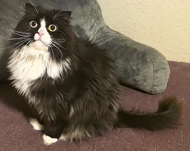 A young medium-sized female Black & White / Tuxedo Persian cat named Sally for adoption in Converse, TX