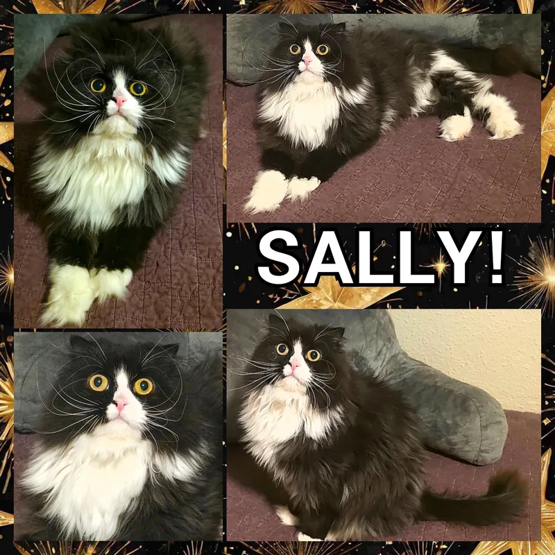 Sally thumbnail 5