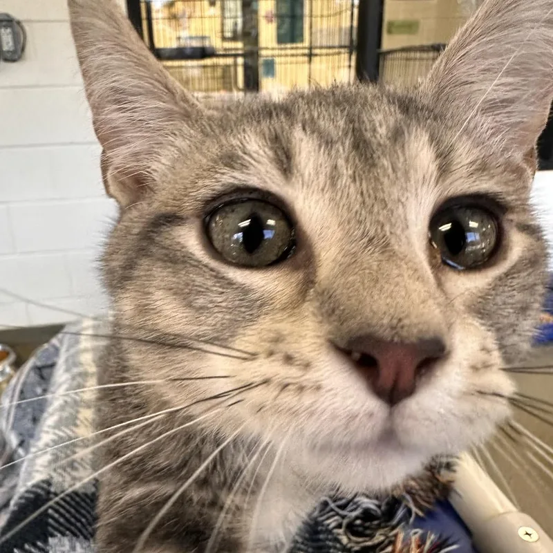 A baby small-sized male Gray / Blue / Silver Domestic Short Hair cat named Swollar for adoption in Rocky Mount, VA