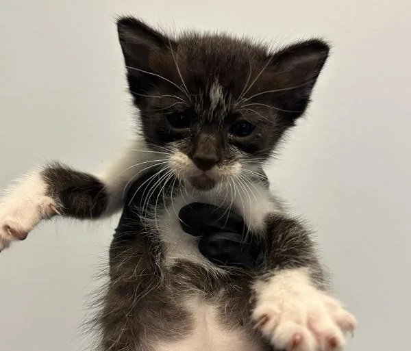 A baby small-sized female Domestic Short Hair cat named Prudence for adoption in San Diego, CA