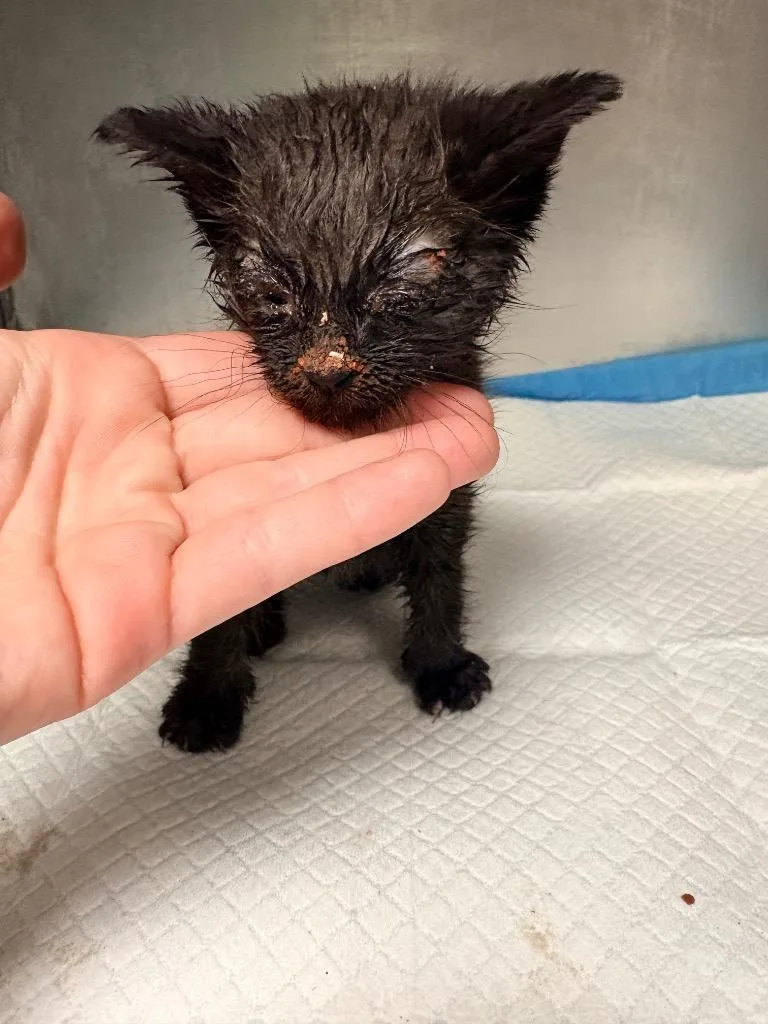 A baby medium-sized male Domestic Short Hair cat named Caterpillar for adoption in Morgantown, KY