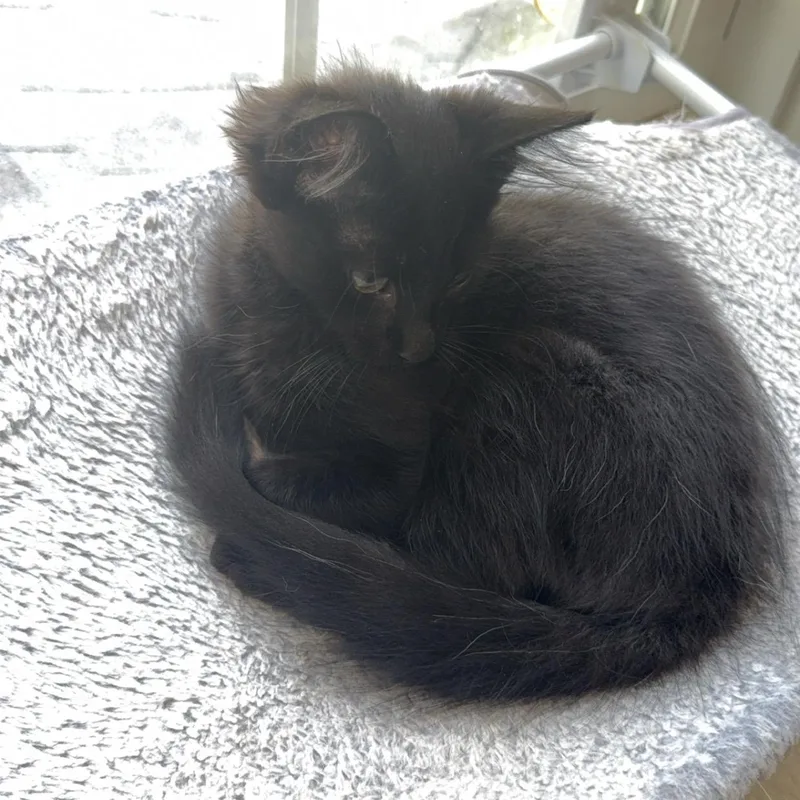 A baby small-sized male Black Domestic Medium Hair cat named Mack Daddy for adoption in Richmond, VA