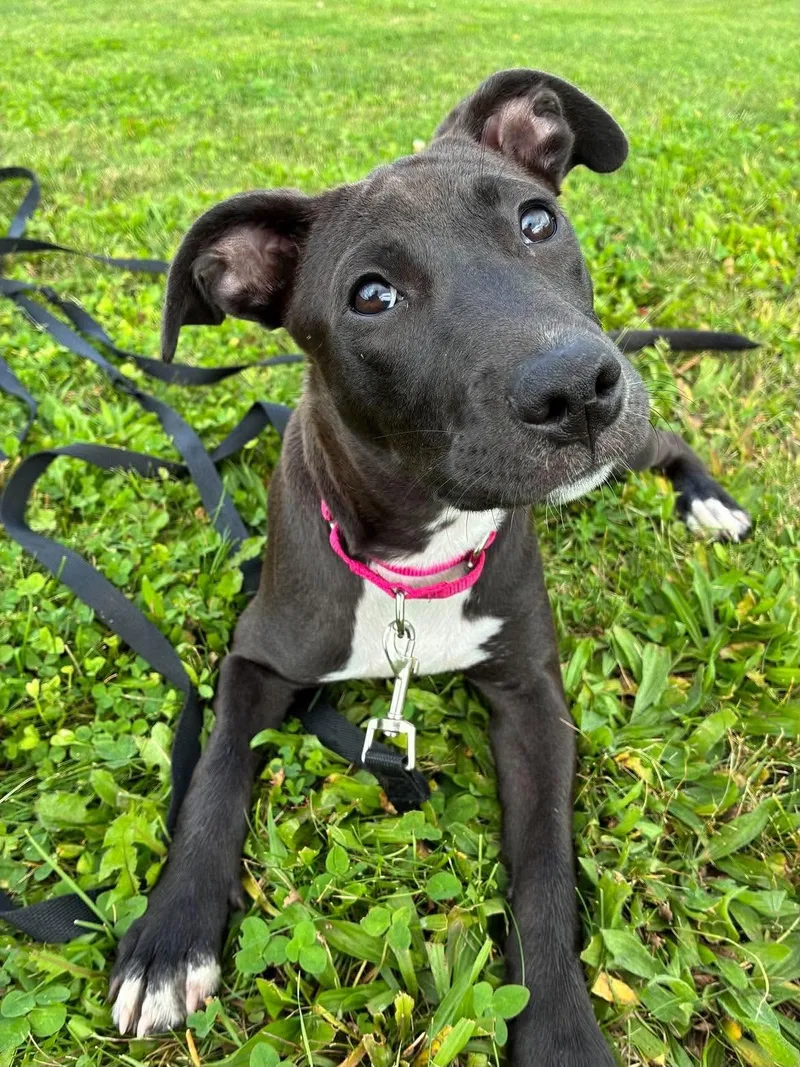 A baby medium-sized female Black American Staffordshire Terrier dog named Laney for adoption in Highland, NY