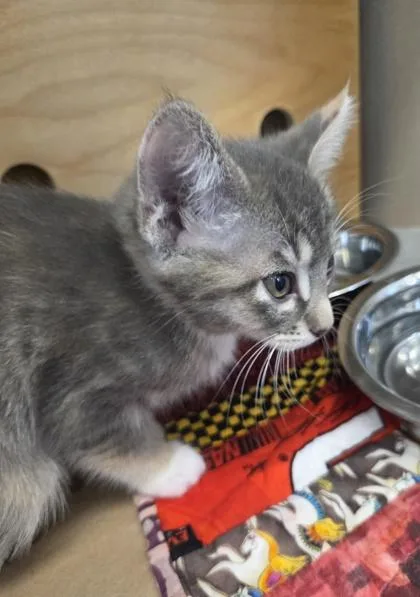 A baby small-sized female Domestic Short Hair cat named Lily for adoption in Bellevue, WA