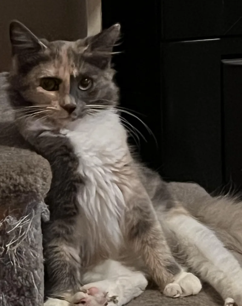 A baby medium-sized female Calico cat named Jolene for adoption in Charlotte, NC