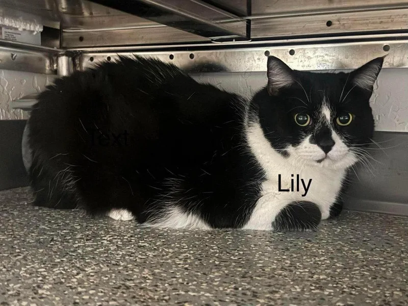 An adult small-sized female Black & White / Tuxedo Domestic Short Hair cat named Lily for adoption in Saint George, UT