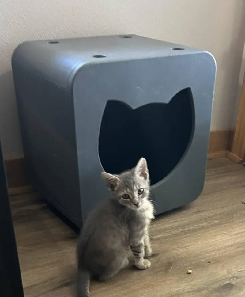 A baby medium-sized male Domestic Short Hair cat named Tiny Tim for adoption in Ponchatoula, LA