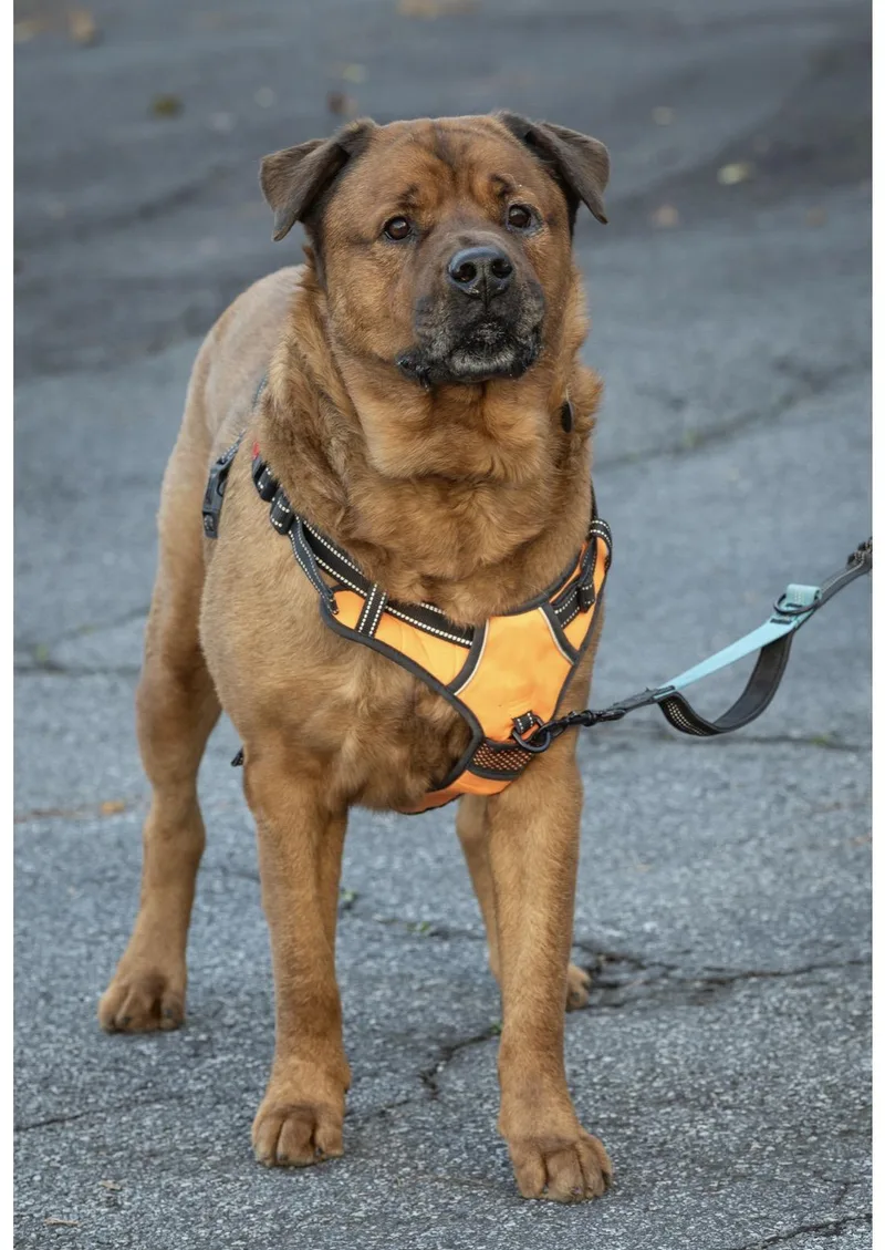 An adult large-sized male Mixed Breed dog named Rusty for adoption in atlanta, GA