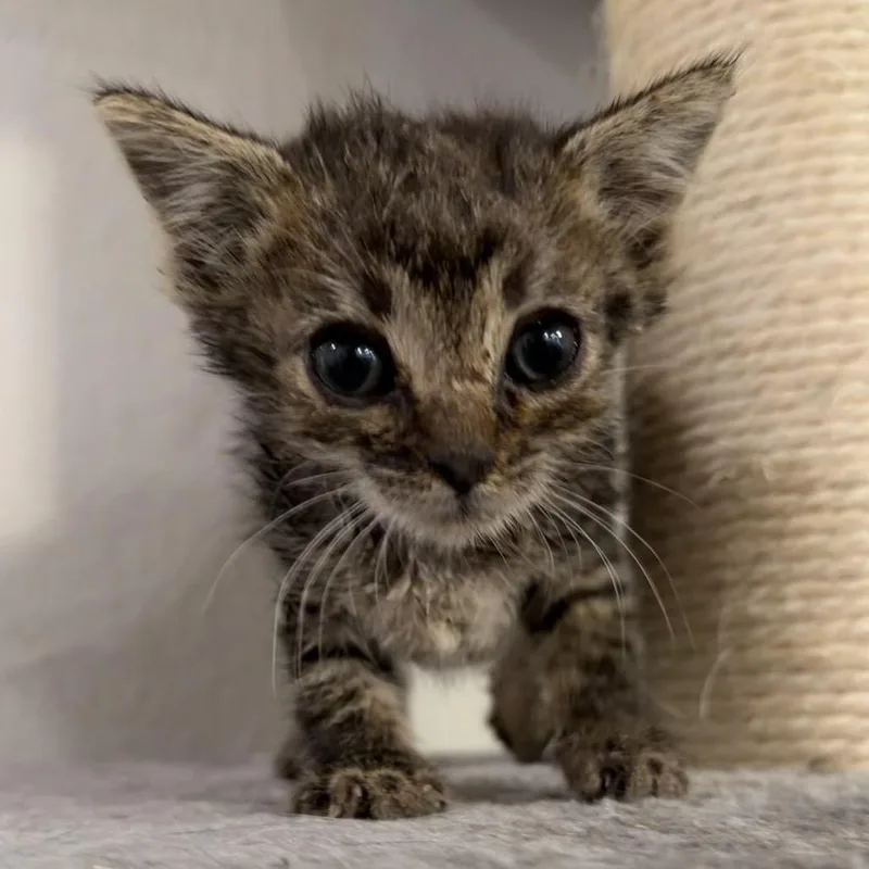 A baby small-sized male Gray / Blue / Silver Domestic Short Hair cat named George for adoption in Midland, TX