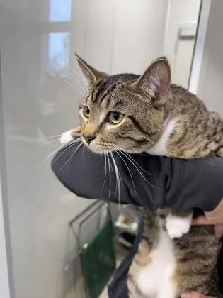 An adult medium-sized male Domestic Short Hair cat named Prize for adoption in Lafayette, IN