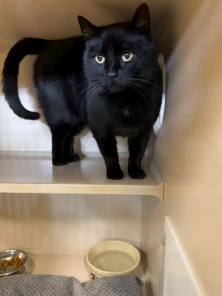 An adult small-sized female Domestic Short Hair cat named Blanco for adoption in Thayne, WY