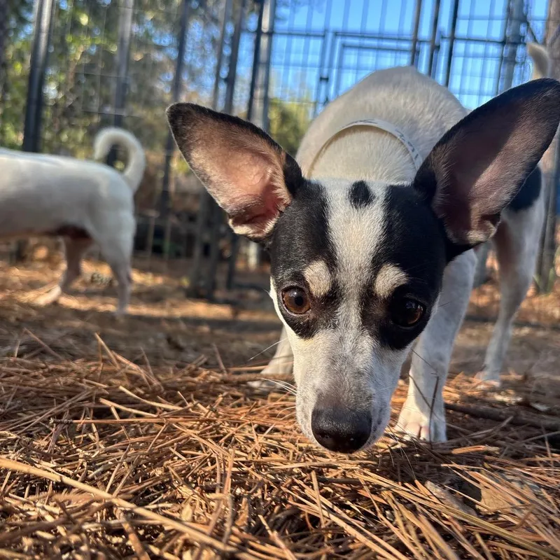 An adult small-sized female Terrier dog named Josie for adoption in Birmingham, AL