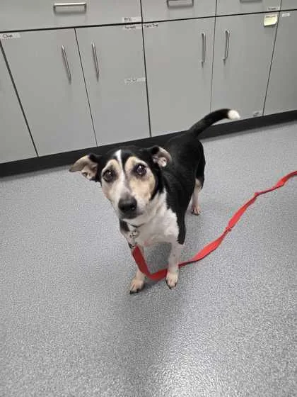 A senior medium-sized male Parson Russell Terrier dog named Bruce for adoption in Sevierville, TN