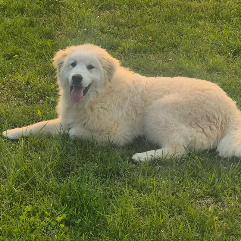 Champagne thumbnail 2