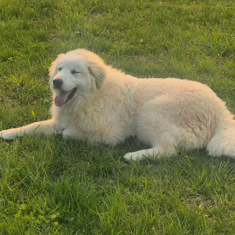 Champagne thumbnail 3