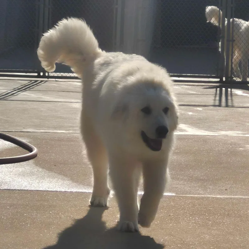 Champagne thumbnail 4