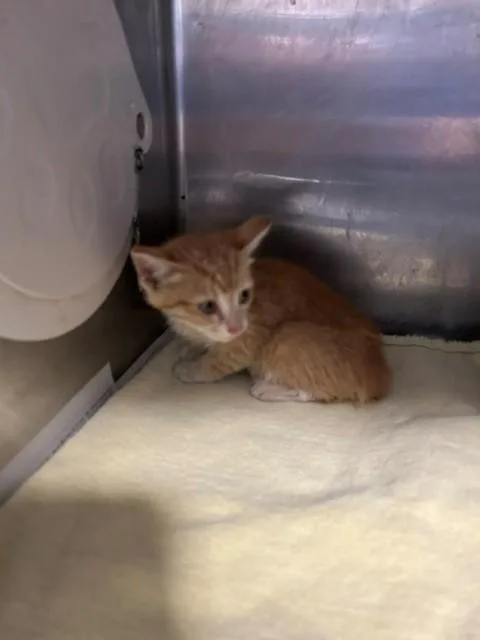 A baby medium-sized male Domestic Short Hair cat named A for adoption in Baldwin Park, CA