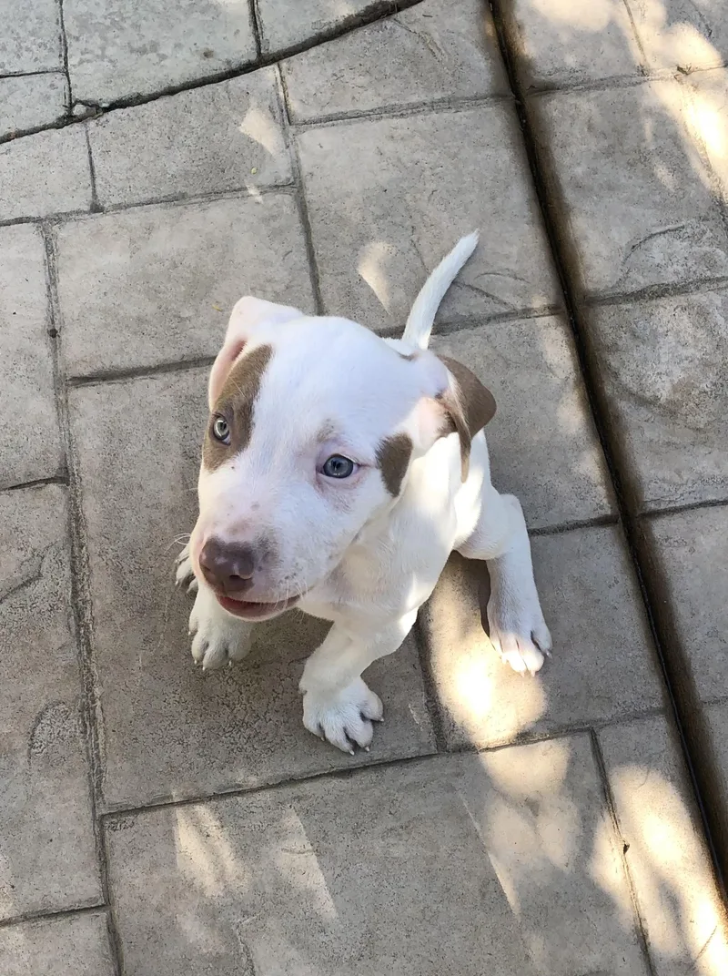 A baby medium-sized female Brown / Chocolate Pit Bull Terrier dog named Rani for adoption in Lafayette, CA