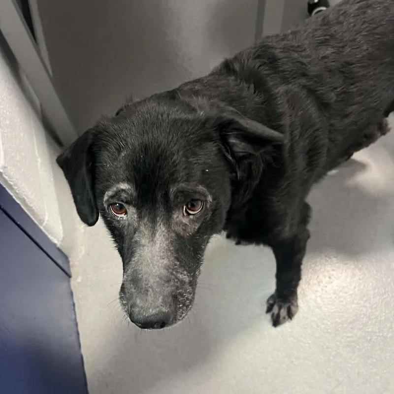 A senior large-sized male Black Labrador Retriever dog named Bear for adoption in Hampton Bays, NY