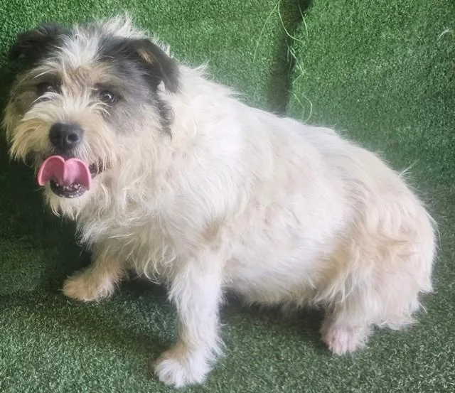 An adult medium-sized female Terrier dog named Bean for adoption in Castaic, CA