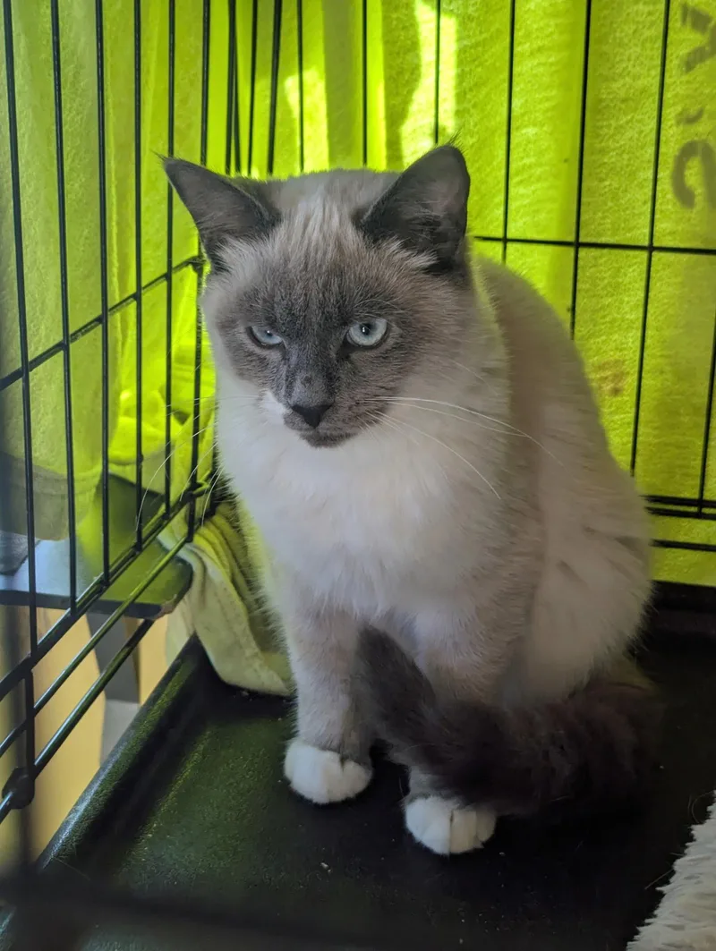 A baby medium-sized male Siamese cat named Pally Boy for adoption in Broomall, PA