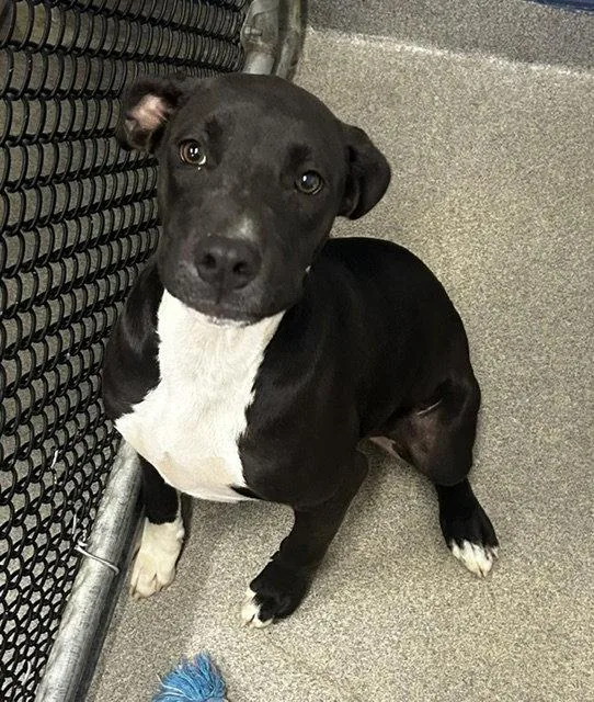 A young medium-sized female Labrador Retriever dog named Shadow mo for adoption in Sterling, MA
