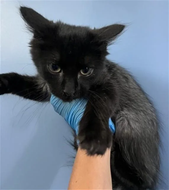 A baby small-sized male Domestic Short Hair cat named Rufio for adoption in San Bernardino, CA