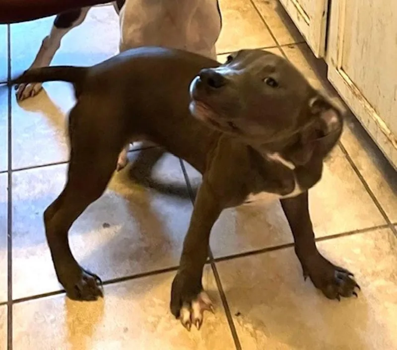 A baby large-sized female Pit Bull Terrier dog named Misty for adoption in Germantown, TN