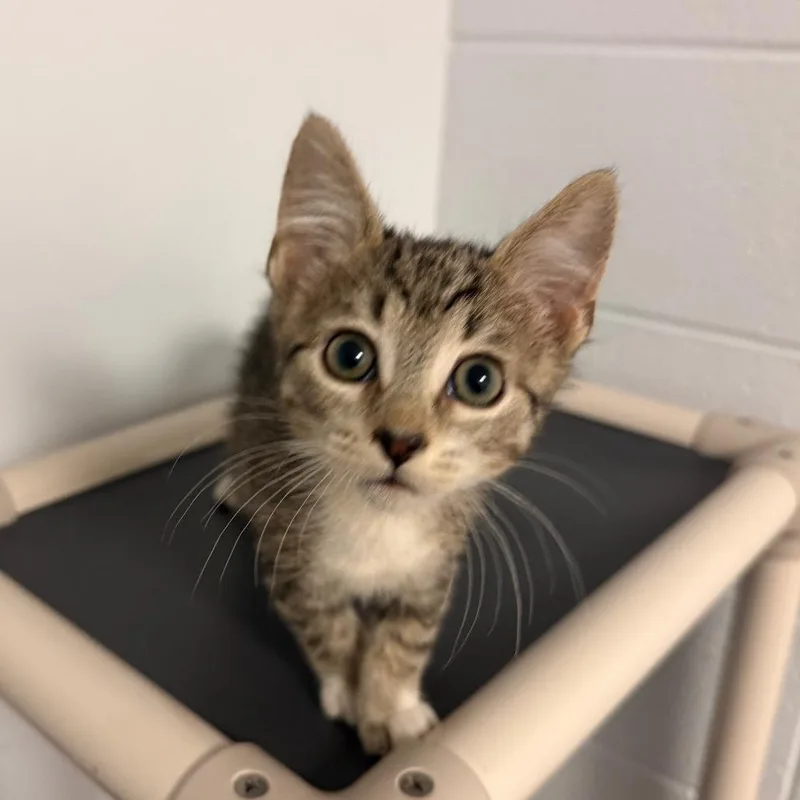 A baby small-sized female Gray / Blue / Silver Domestic Short Hair cat named Ash for adoption in South Elgin, IL