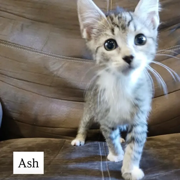 Ash thumbnail 2