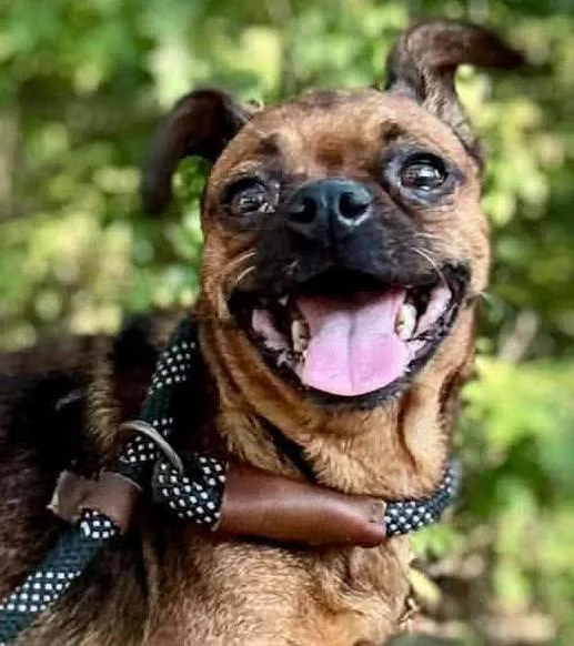 A young small-sized female Chihuahua dog named Glory for adoption in Waverly, TN