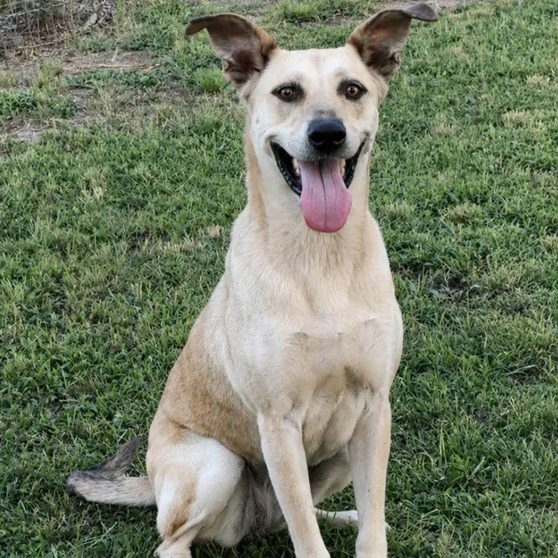 An adult medium-sized female Yellow / Tan / Blond / Fawn Labrador Retriever dog named Cocoa for adoption in Pelham, NH