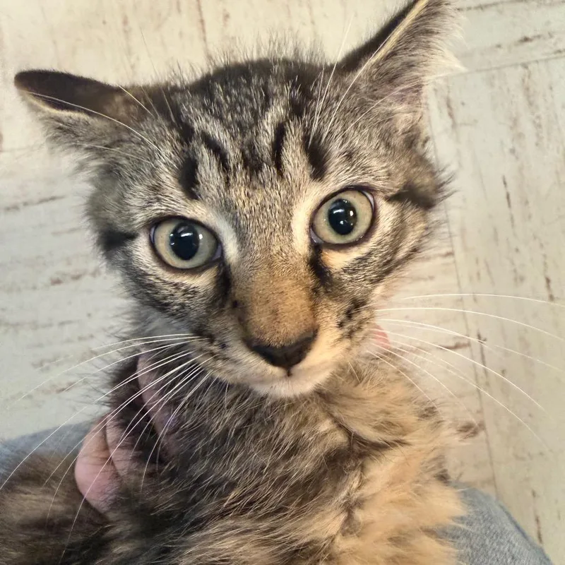 Purrculator