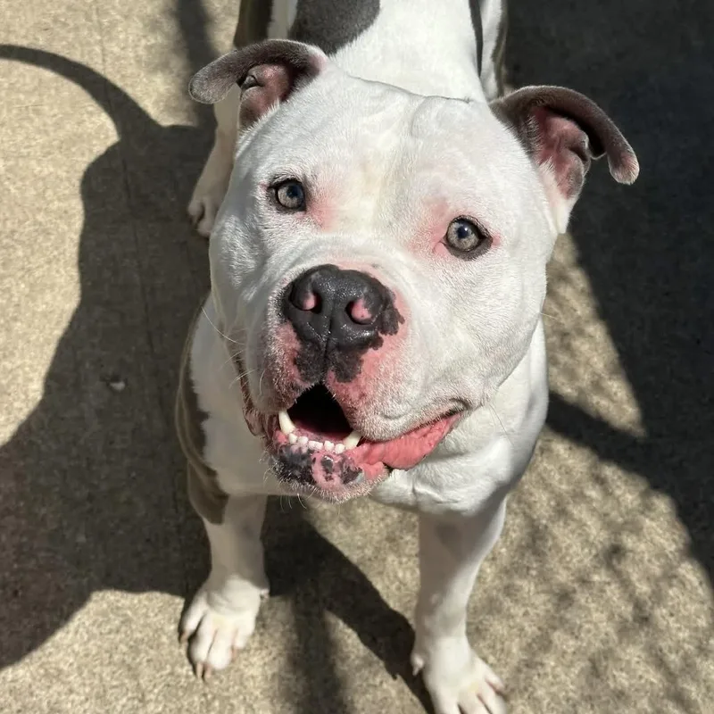 An adult medium-sized male Bicolor Pit Bull Terrier dog named Digby for adoption in Naperville, IL