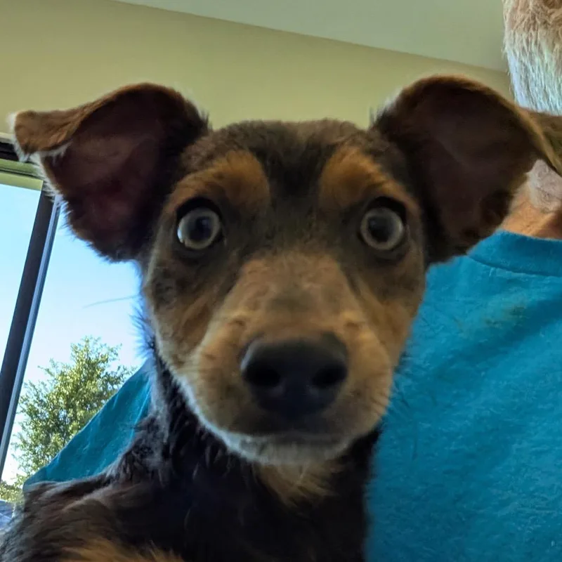 A baby small-sized male Brown / Chocolate Mixed Breed dog named Nano for adoption in Leander, TX