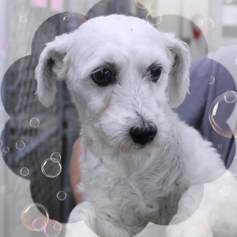 An adult small-sized female White / Cream Havanese dog named Heidi for adoption in Amelia, OH
